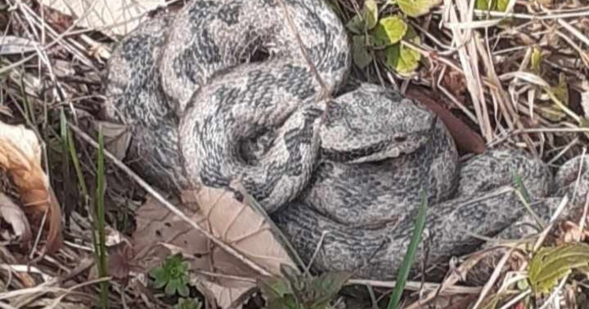 Pogledajte snimak poskoka na Velebitu, nećete verovati koliko je brz: Ljudi upozoravaju - 
