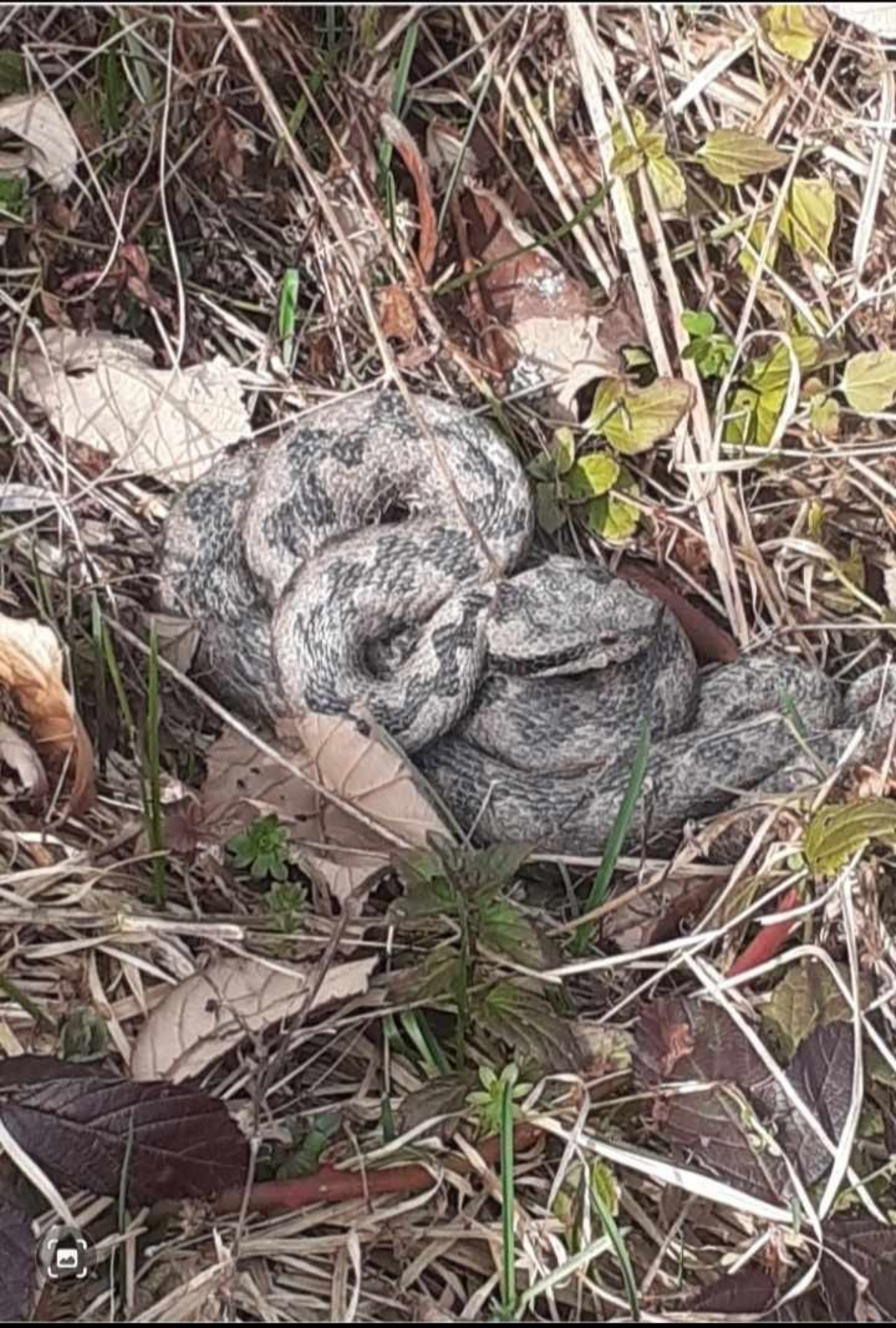 Pogledajte snimak poskoka na Velebitu, nećete verovati koliko je brz: Ljudi upozoravaju - "PAZITE SE"