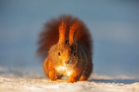 Crvena veverica