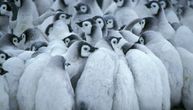 Kolonije pingvina na udaru: Smrtonosni soj ptičjeg gripa stigao do kopna Antarktika
