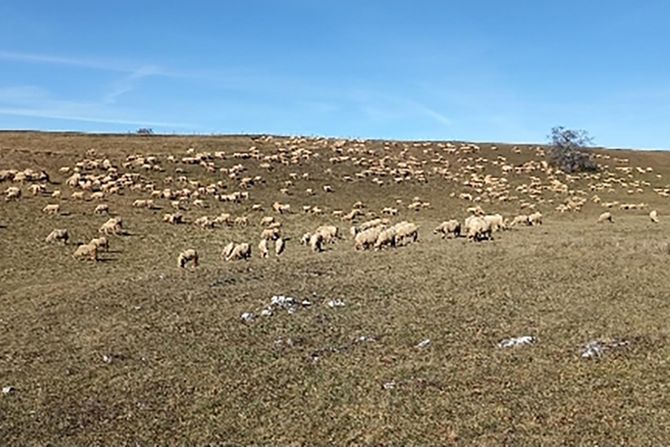 Braća Kurtagić, Pešter, stočarstvo