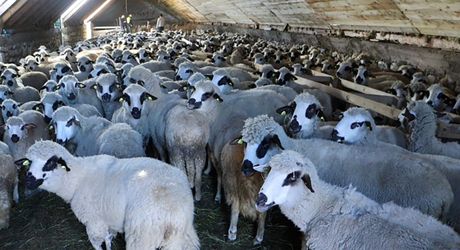 Braća Kurtagić, Pešter, stočarstvo