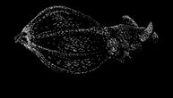 Misteriozno morsko biće iz srca Evrope: Otkrivena nova vrsta vampirskih lignji