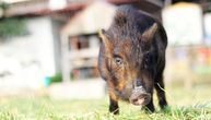 Opušteno prošetale Dubravom: Divlje svinje snimljene u zagrebačkom naselju