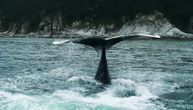 Prvi put snimljen seksualni odnos grbavih kitova: Reč je o dva mužjaka, ali to nije najveće iznenađenje