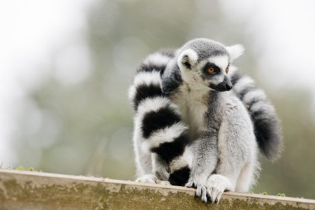 Lemur prstenastog repa