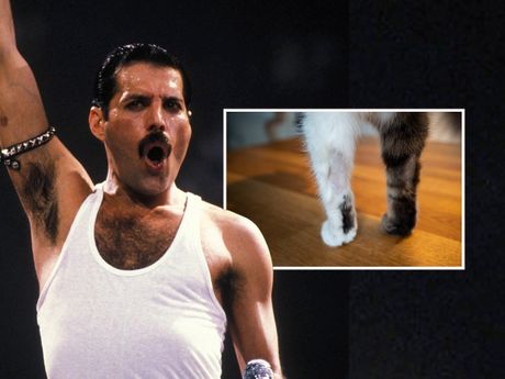 Freddie Mercury, mačije šape