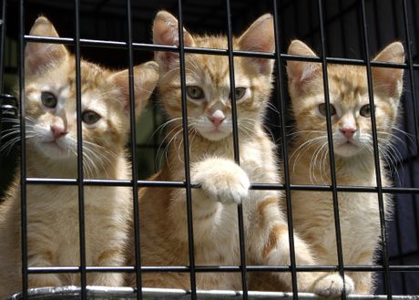 Mačke u azilu