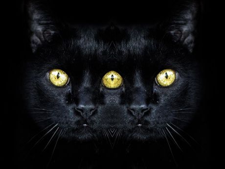 Mačka i paranormalno