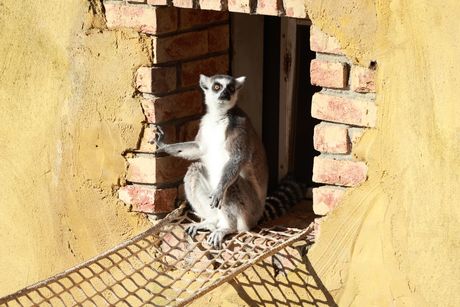 Lemur prstenastog repa Lemur prstenastog repa