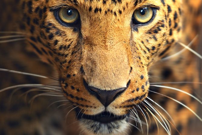 Divlje životinje Divlje životinje