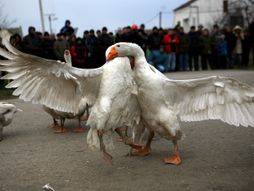 Mokrin gusani borba gusana
