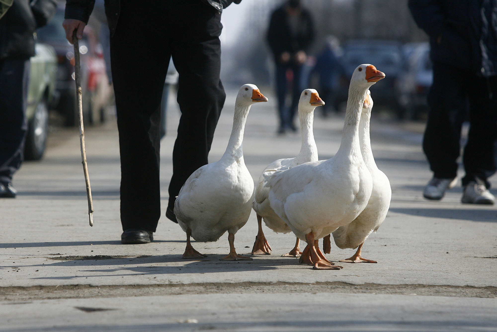 Mikloš je čuvar vojvođanske tradicije koja nestaje: Život je posvetio guščarstvu i svojim jatima