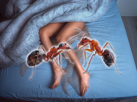 Sindrom nemirne noge nemirnih nogu mravi