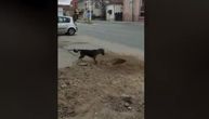 Najlepša priča u Srbiji: Pas lutalica lavežom upozoravao - iz rupe se čulo šištanje, nikom nije dao da priđe!