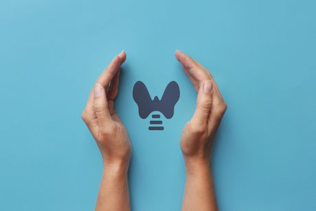 Štitna žlezda  crtež