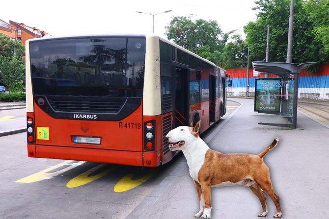 Autobus i Bul terijer Autobus i Bul terijer