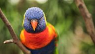 Australijski naučnici došli do neverovatnog otkrića: Neke ptice zbog zagađenja doživljavaju drastičnu promenu