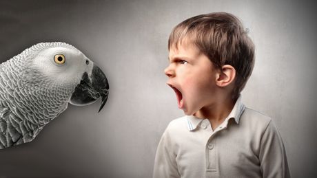 Papagaj i  ljuto besno dete dečak