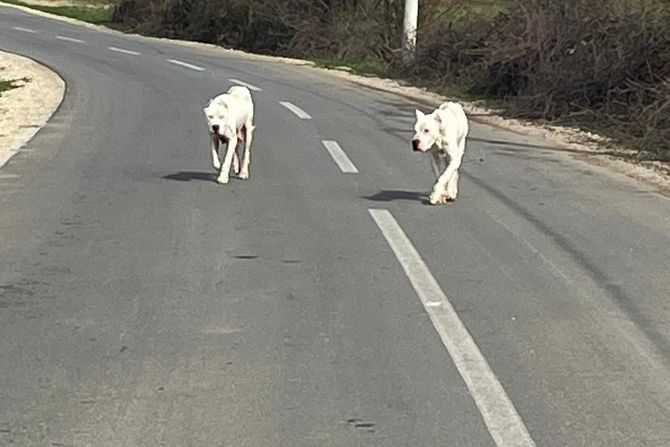 Izgubljeni dogo argentino