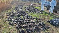 Posle mrtvog jata ptica, nađeno još 19 uginulih srna: Neko je otrovao skoro 1000 životinja u Srbiji?