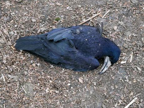 Mrtve Ptice, Kikinda