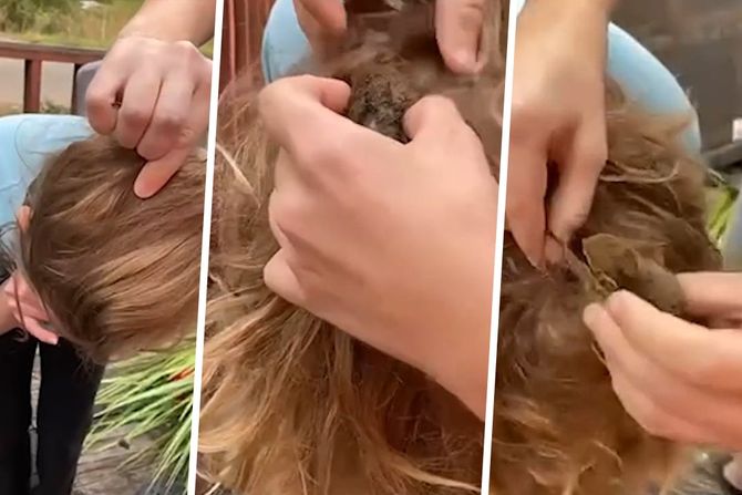 Veverica u kosi Veverica u kosi