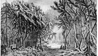 Grane su ličile na palmino lišće, drveće je bilo visoko do 4 metra: Otkrivena najstarija šuma na svetu