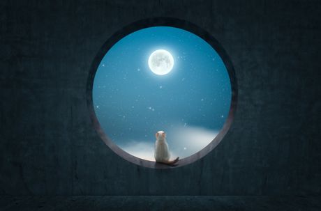 Mačka i noćno oglašavanje