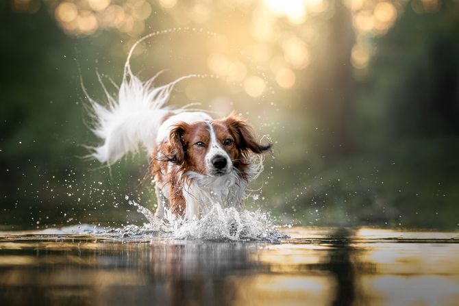 Kooikerhondje - mali holandski pas za lov vodenih ptica