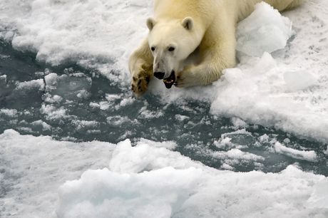 Polarni medved Polarni medved