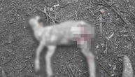 Ekstremno uznemirujući snimak štale nakon masakra u Vršcu: Dečak (13) koji je pobio ovce imao teško detinjstvo