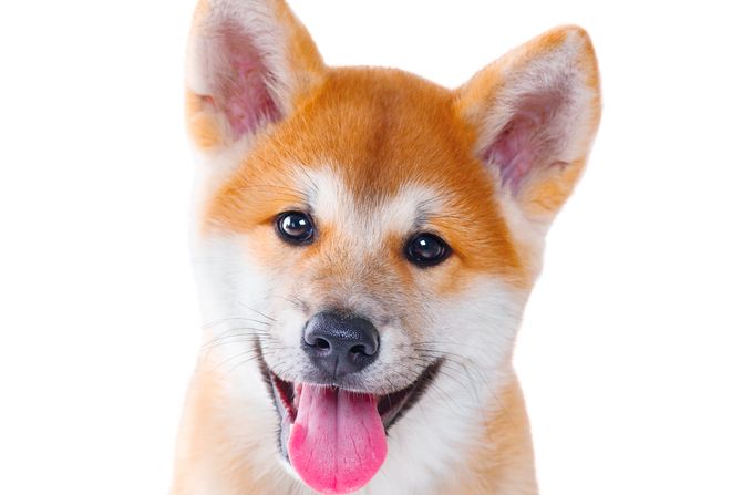 Akita inu