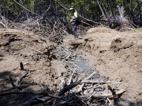 Australija, krčenje mangrova