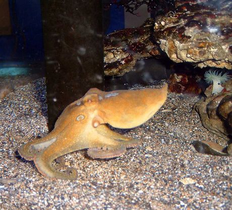 kalifornijski oktopod sa dve mrlje Octopus bimaculoides