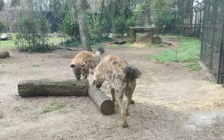 Hijene, zoo crt Palić