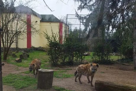 Hijene, zoo crt Palić