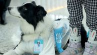 Ne osećate se dobro? Pomazite kucu: Specijalno obučeni psi smiruju putnike na aerodromu u Istanbulu
