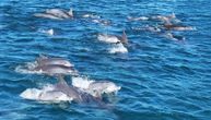 Naučnici: Crnomorski delfini na ivici izumiranja
