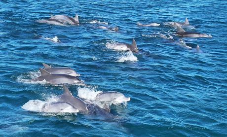 Kljunasti delfini