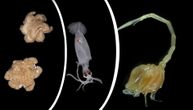 100 novih stvorenja otkriveno u morskim dubinama: Jedna vrsta šokirala naučnike - ima pipke, liči na karfiol