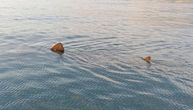 Džinovska ajkula snimljena u Jadranskom moru: Ovo niko nije očekivao