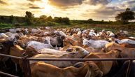 Teksas na udaru klimatske krize: 10.000 krava nestaje u plamenu
