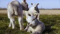 Cene stoke i svinja rastu širom Srbije: Telad u Kraljevu 900 dinara, jaganjci u Pirotu po 600 RSD po kilogramu