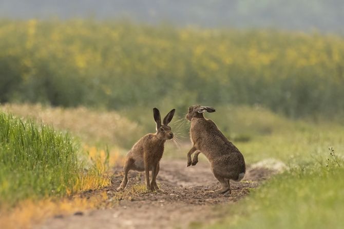 Zec zečevi parenje boks Zec zečevi parenje boks