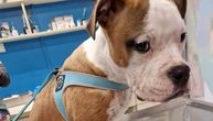 Bravo, Oskare: Izmasakrirani pas uspešno se oporavlja posle druge operacije vilice