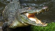 Hrabra žena prebila krokodila motkom i spasila supruga: "Uhvatio me za nogu i odvukao u vodu"