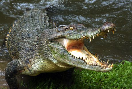 Australijski krokodil