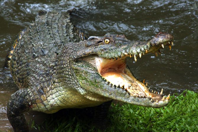 Australijski krokodil Australijski krokodil