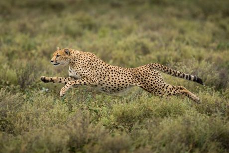 Gepard u trku
